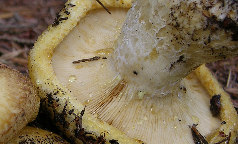 Lactarius scrobiculatus s.l.